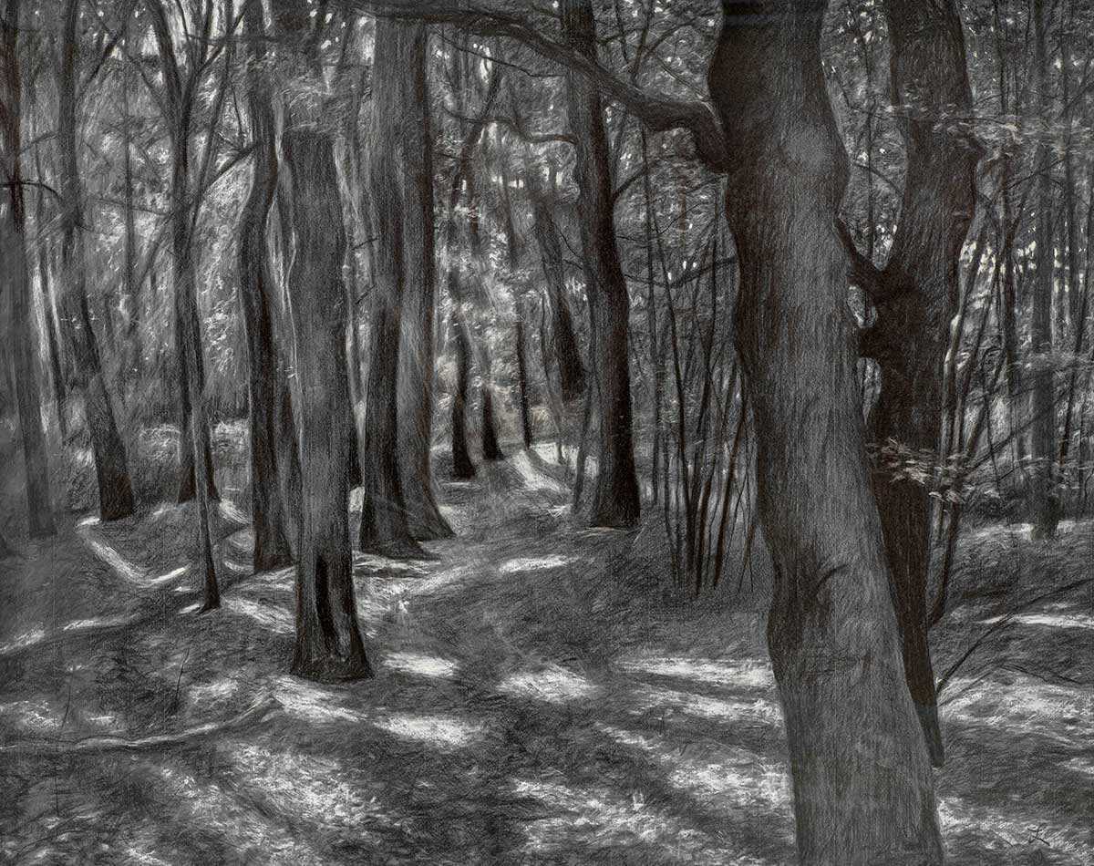 Leo Van Veldhuizen : Forest With Sunbeams