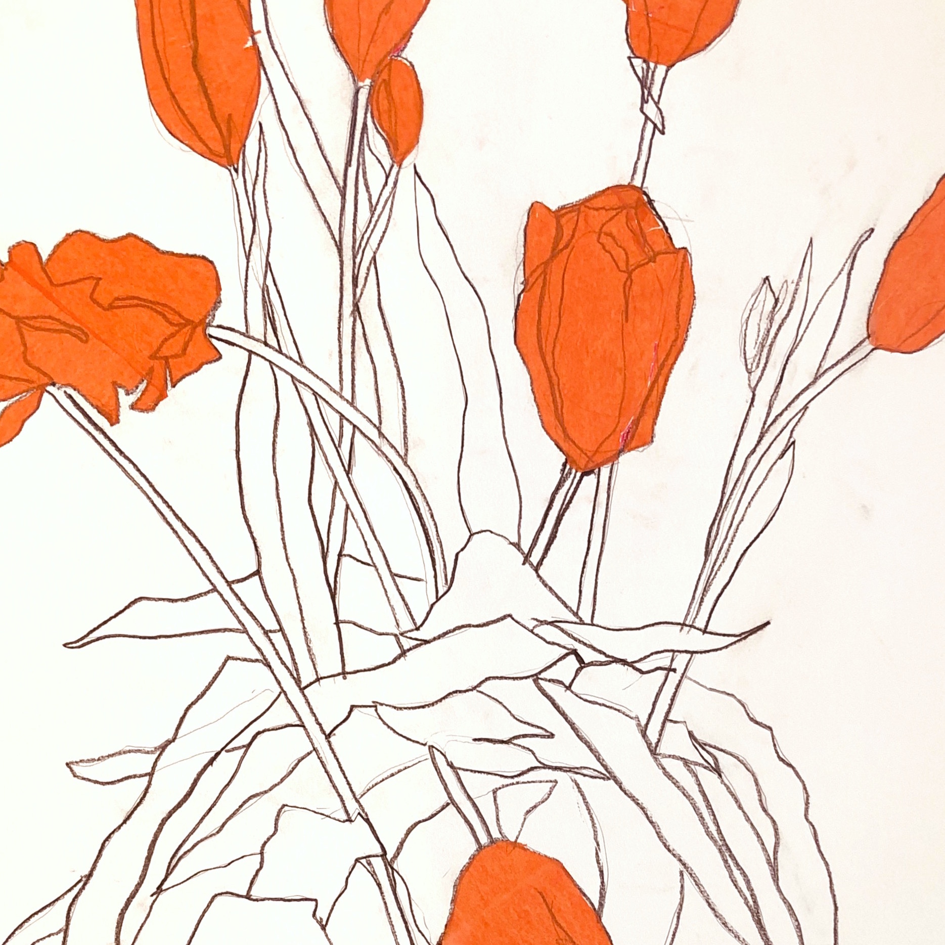Arnoud Van Mosselveld: Great Tulips (2020)