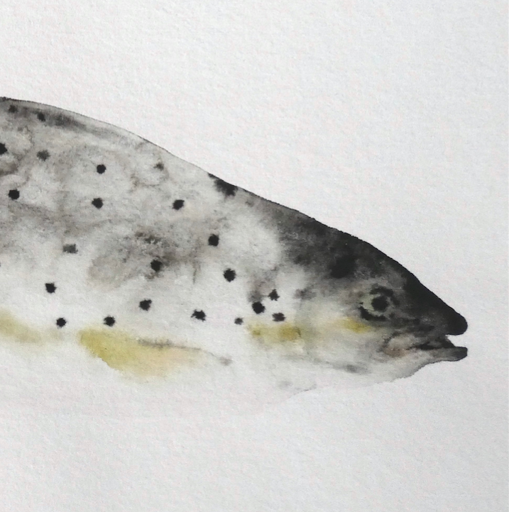 Maeve Van Klaveren: Trout (Forel)